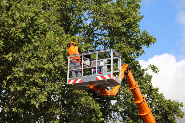 Best Tree Stump Removal  in New Madrid, MO